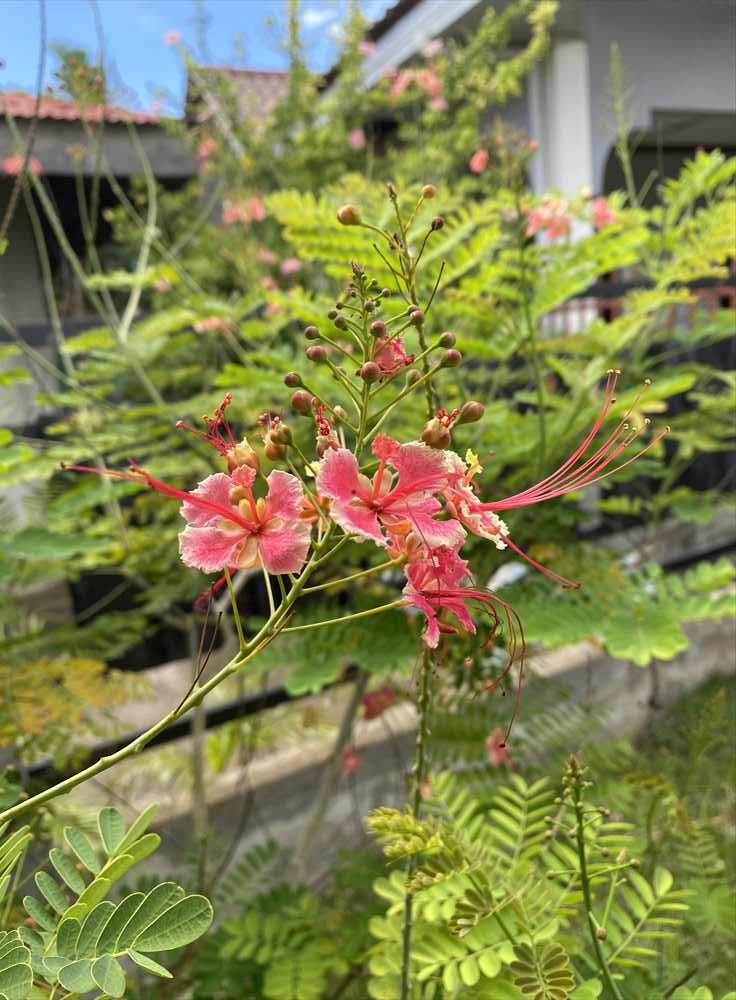 オランゴの自然と密着した日常