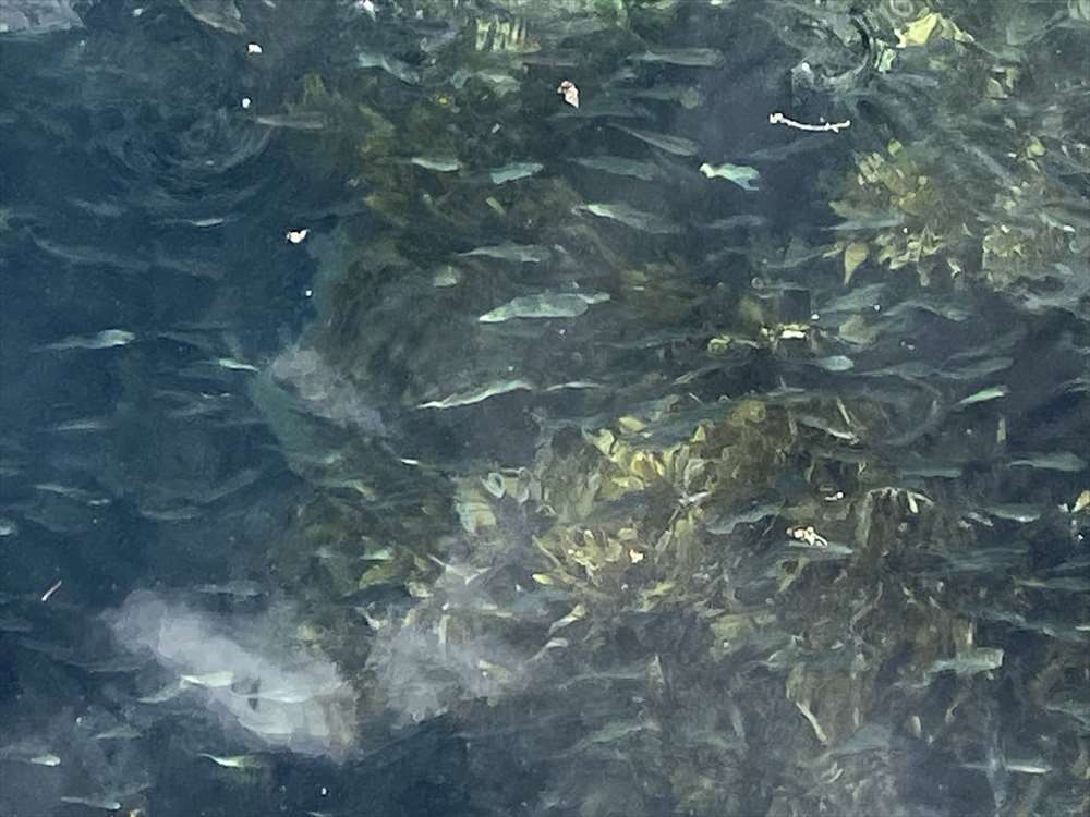 オランゴ島は港にも魚がいっぱい