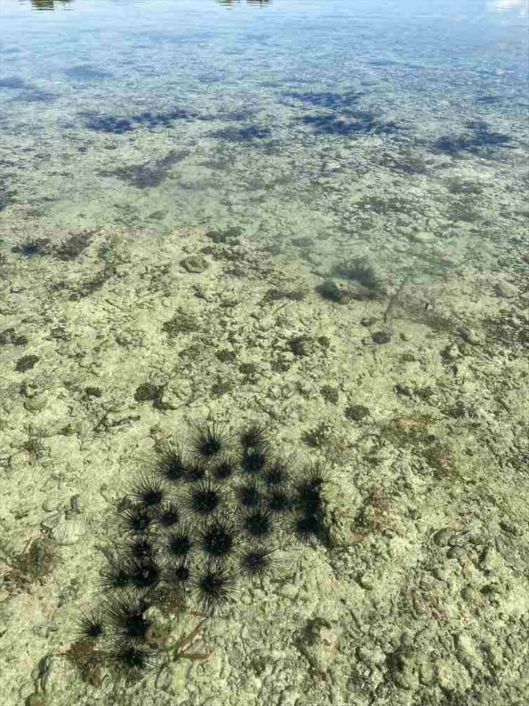 ウニの養殖場？発見