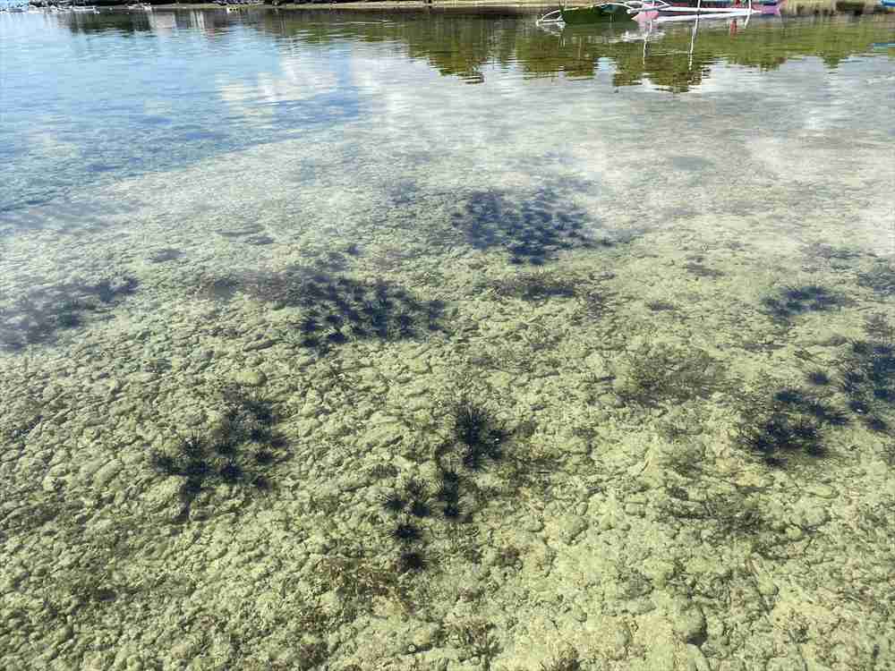 ウニの養殖場？発見